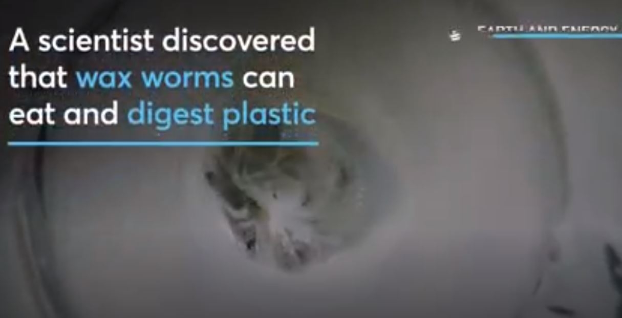 Solucanlar, Dünya Plastik Atıklarının Azaltılmasına Yönelik Kilit Tutabilir