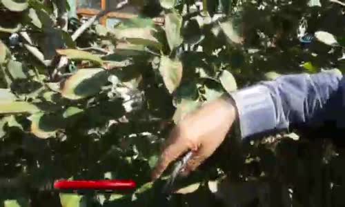 Van'da Cennet Hurması Yetiştirildi 