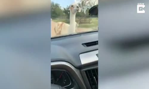 Kadının Yüzüne Tüküren Lama 