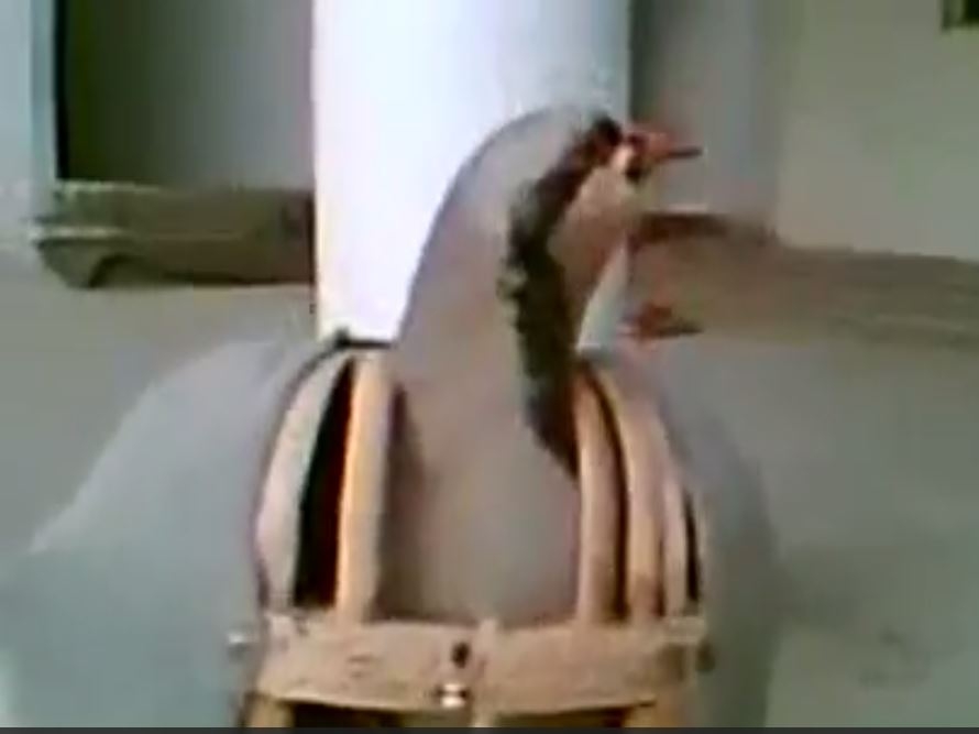 Topkapı Topkapı Diye Bağıran Keklik