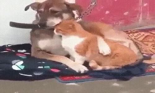 Kediyi Seven Köpeğin Sarmaş Dolaş Halleri