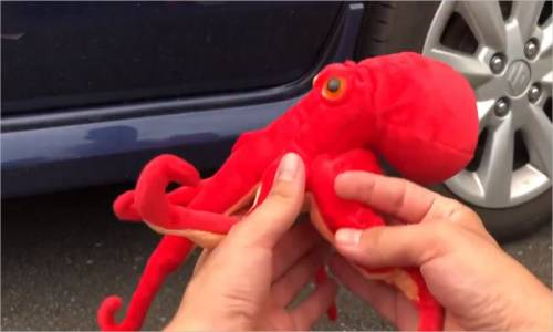 Araba - Ahtapot Testi # 136