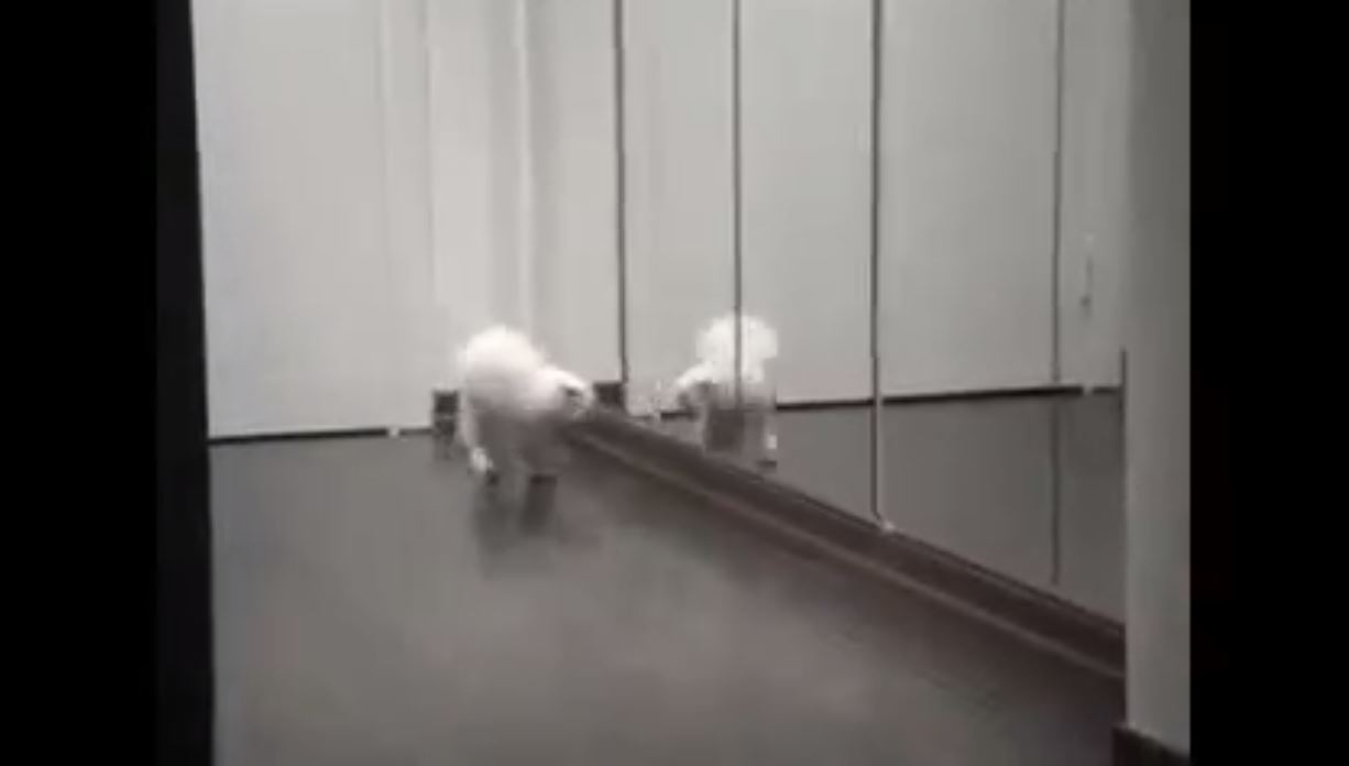 Kedinin Ayna İle İmtihanı :)