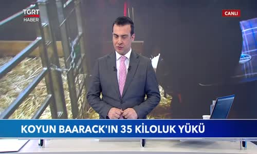5 Yıl Önce Kaybolan Koyunun Üzerinden 35 Kilogram Yün Çıktı 