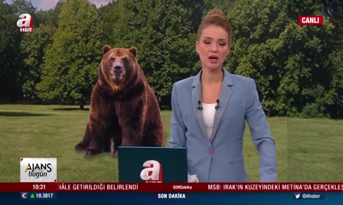 Kangal köpeklerinin sürüyü ayılardan koruduğu anlar kamerada!