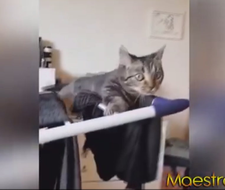 Komik Ve Güldüren Videolar Part2