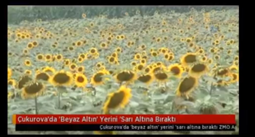 Çukurova'da 'Beyaz Altın' Yerini 'Sarı Altına Bıraktı