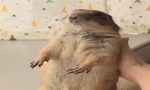 Sincapgillerden Marmot , Yeter Dedim Mi ?