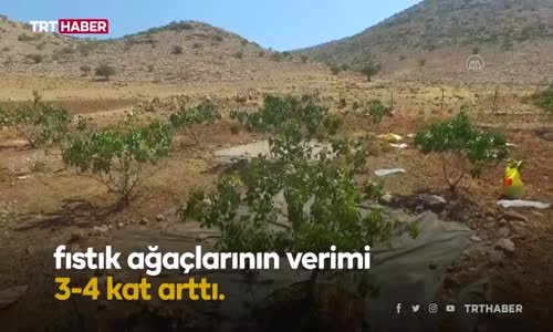 Yağmur suyuyla sulanan fıstık ağaçlarının verimi arttı