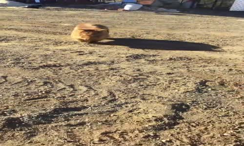 Kendini Bekçi Köpeği Zanneden Wombat