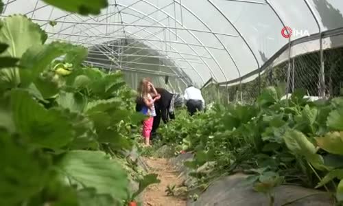 Bahçesaray’da ‘çilek’ mevsimi