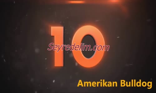 Dünyanın En Tehlikeli Köpekleri 