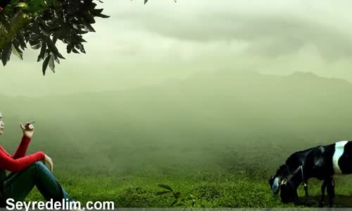 Zekalarıyla Çok Şaşırtan 5 Hayvan ve İnanılmaz Yetenekleri