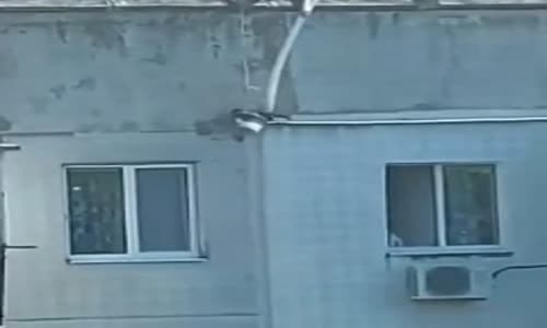 Rus İşi Kedi Kurtarma Operasyonu 