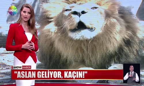 Aslan geliyor, kaçın!