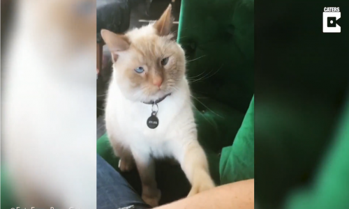 Kendini Zorla Sevdiren Kedi