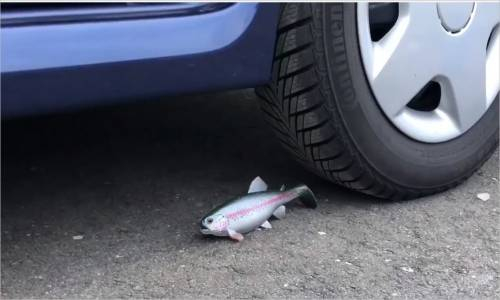 Araba - Sazan Balığı Testi  # 128 