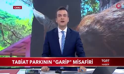 Tabiat Parkının -Garip- Misafiri Yavru Karaca