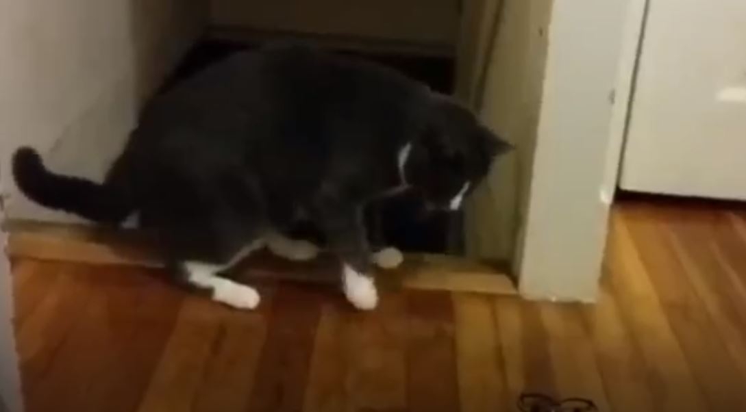 Kedi Korkutmak İstenirse