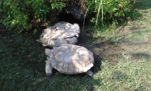 Arkadaşını Kurtaran Kaplumbaga