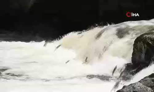 Uçan balıkların muhteşem yolculuğu