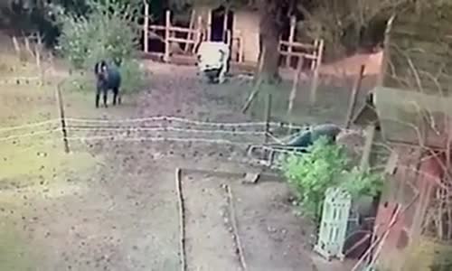 Düşen Adamın Atı Korkutması 