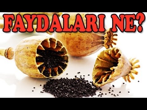 Çörek Otunun Faydaları Ve Zararları