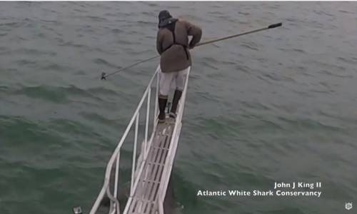 Büyük Beyaz Köpekbalığından Adama İnanılmaz Sürpriz