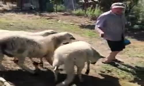 Kafayı Adama Takan Koyun 