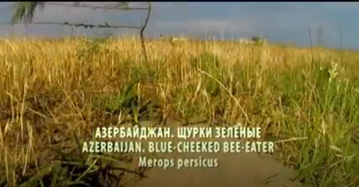 Yeşil Arı Kuşları