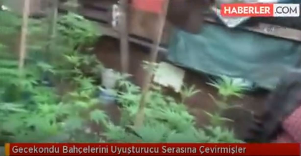 Gecekondu Bahçelerini Uyuşturucu Serasına Çevirmişler