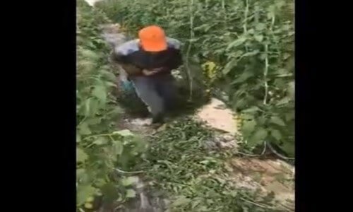 Bahçeyi Benim Gibi Toplamak