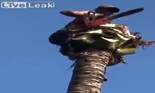 Ağaç Kesme Ustasının Tehlikeli İşi 
