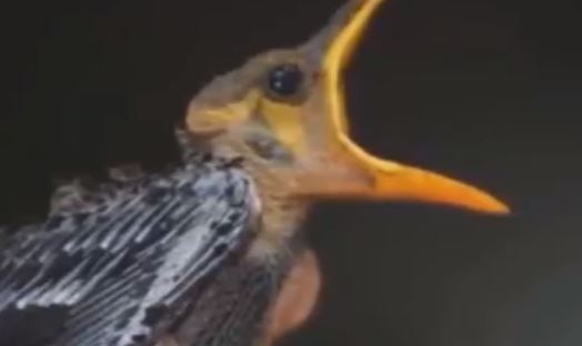 Dünyanın En İlginç Boşanma Sebepleri