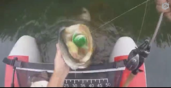 Plastik Kurbağa İle Büyük Yayın Balığı Yakalama...Çok Eğlenceli