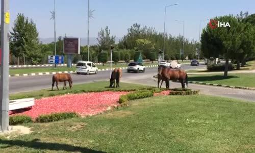 Yılkı atları şehre indi, sürücüler şaşkına döndü 