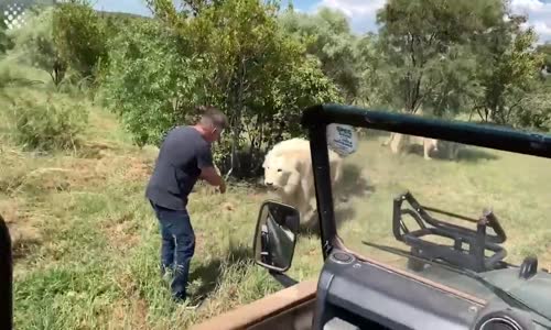 Safari Yapan Turistin Aslanlara Sarılması