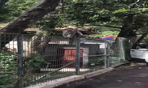 Hırsız Maymunu Ali Cengiz Oyunuyla Kandıran Adam