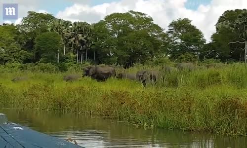 Hortumunu Timsaha Kaptıran Filin Acı Dolu Anları 