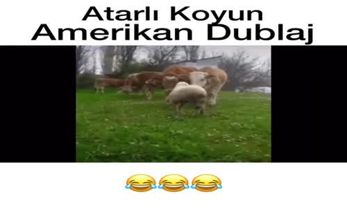 Atarlı Koyun - Amerikan Dublaj