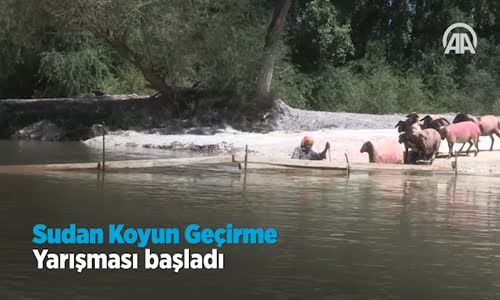 Sudan Koyun Geçirme Yarışması Başladı