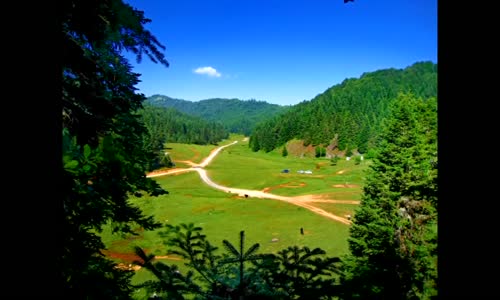 Şeftali Ağaçları -Tin tin tini mini hanım (Tinimini Hanım)