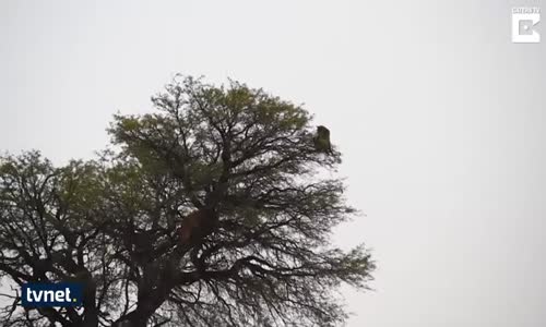 Leopardan İnanılmaz Atlayış