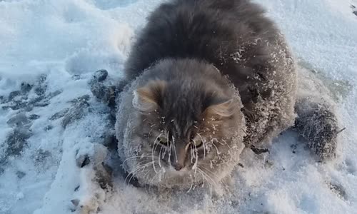 Buza Yapışmış Vücudu ile Hareketsiz Bir Şekilde Duran Kediyi Kurtaran Güzel İnsanlar