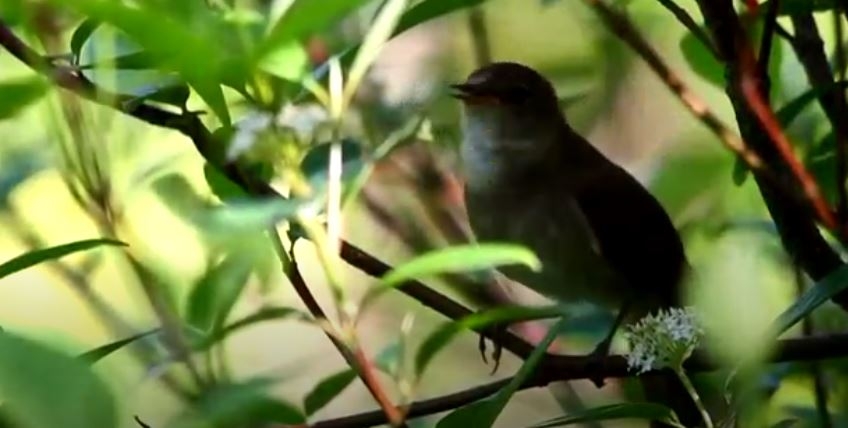 Ötüşü İle Huzur Veren Kuş