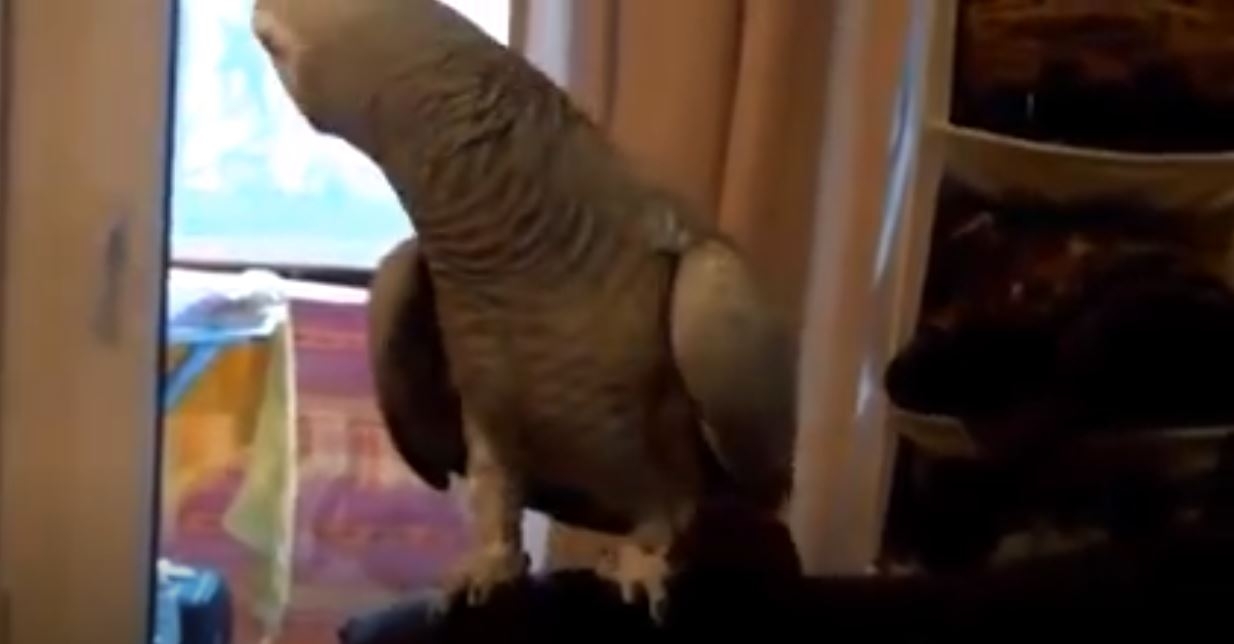 Papagan İngilizce Şarkı Söylüyo