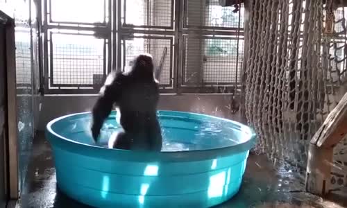 Bu Hayatı Yaşayan Goril