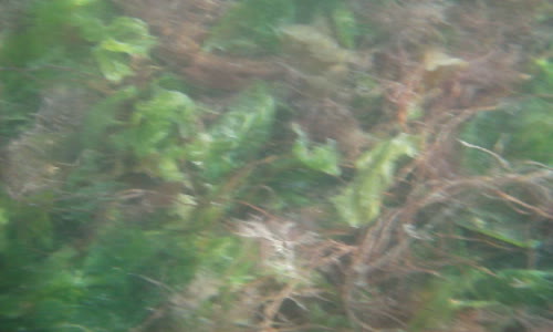 Deniz Dibi Yosunları