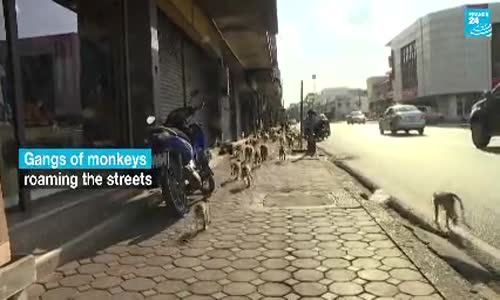 Maymun İstilası Yüzünden Canından Bezmiş Taylandlılar 