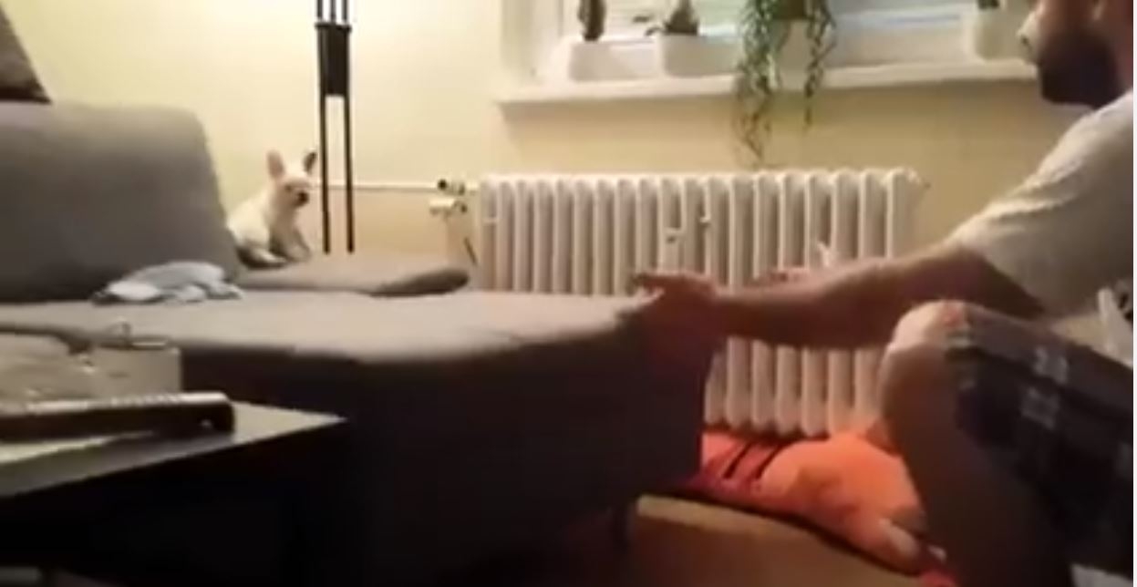 Bizim İçin Küçük Köpek İçin Büyük Cesaret :)